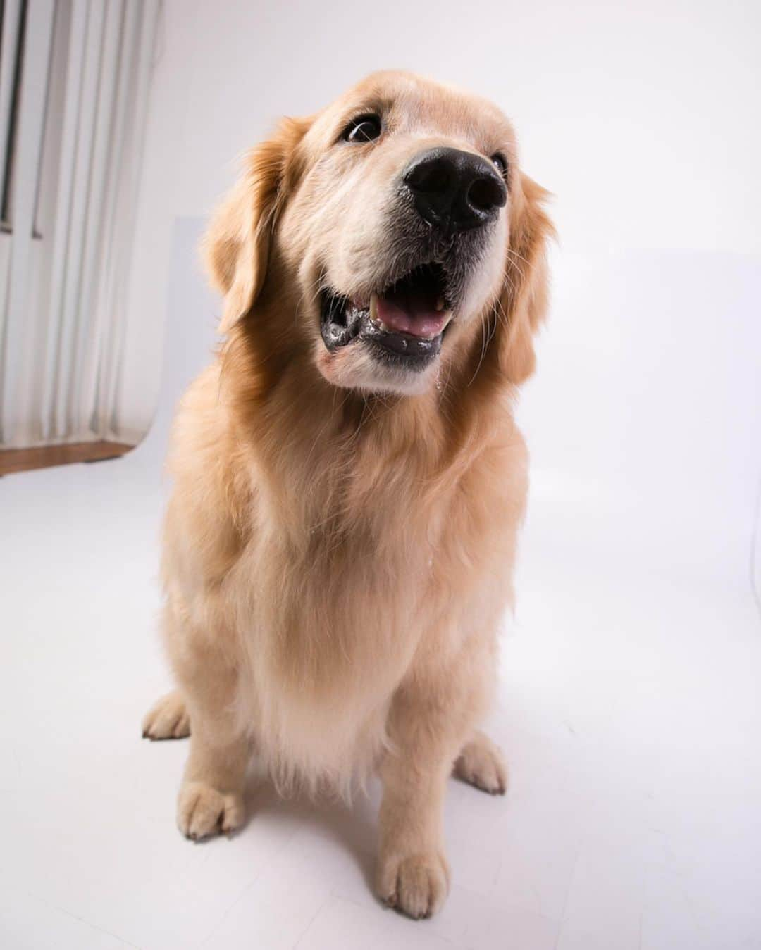 Bobさんのインスタグラム写真 - (BobInstagram)「Ontem foi dia de modelar no estúdio da @fotogeniapet , e esses modelos, levam jeito?! . . #pets #photooftheday #petsofinstagram #instagrammers #instagram #instadaily #vejasp #goldenretriever #goldenretrievers #goldenretrieversofinstagram #dogs #dogstyle #dogoftheday #dogsofinstagram #saopaulo #gudfriends . . @petxpoficial dias 30,31/08 e 01/09 Ingressos com cupom PETXPBOBMARLEY tem 10% de desconto.」8月6日 7時21分 - bob_marley_goldenretriever