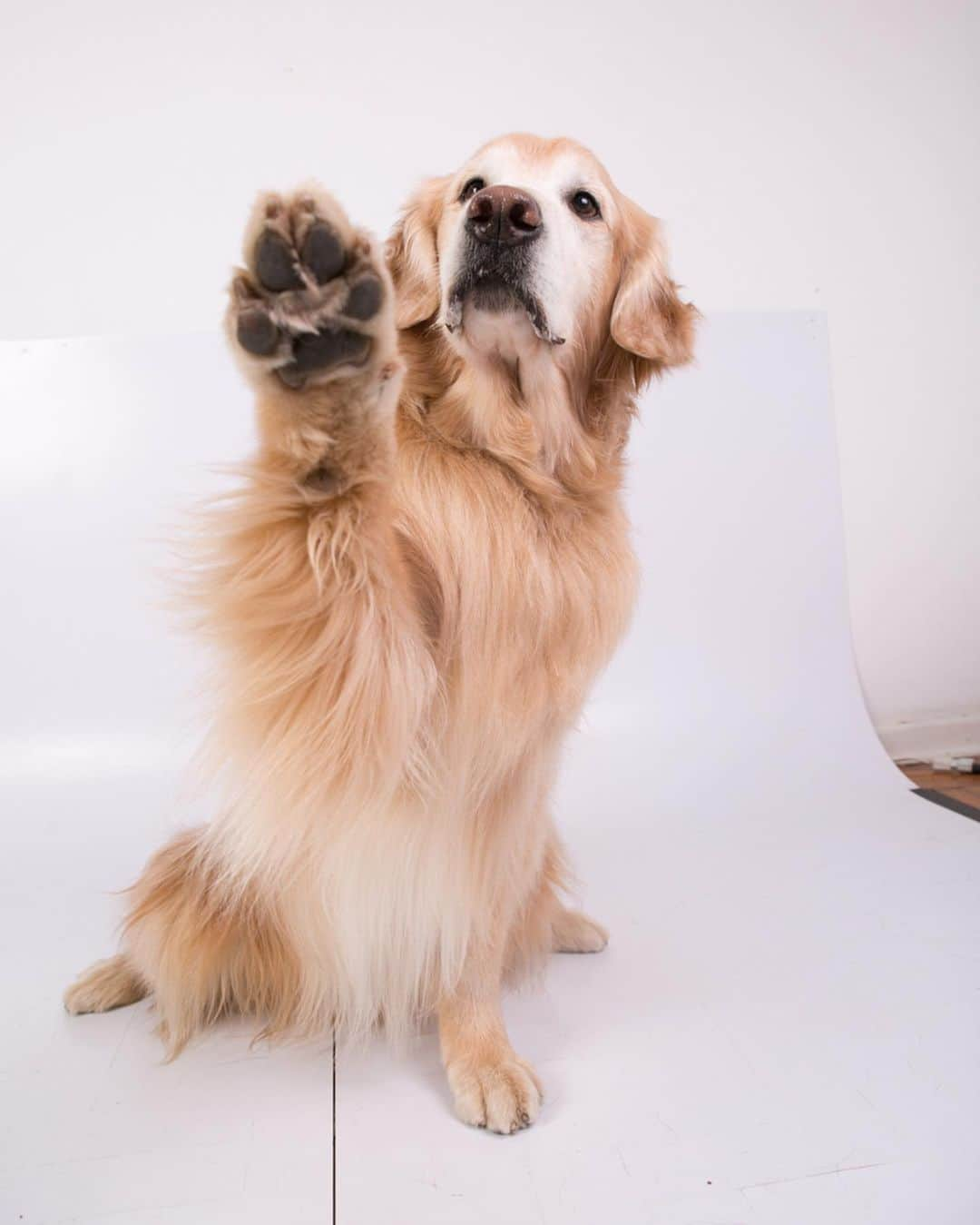 Bobさんのインスタグラム写真 - (BobInstagram)「Ontem foi dia de modelar no estúdio da @fotogeniapet , e esses modelos, levam jeito?! . . #pets #photooftheday #petsofinstagram #instagrammers #instagram #instadaily #vejasp #goldenretriever #goldenretrievers #goldenretrieversofinstagram #dogs #dogstyle #dogoftheday #dogsofinstagram #saopaulo #gudfriends . . @petxpoficial dias 30,31/08 e 01/09 Ingressos com cupom PETXPBOBMARLEY tem 10% de desconto.」8月6日 7時21分 - bob_marley_goldenretriever