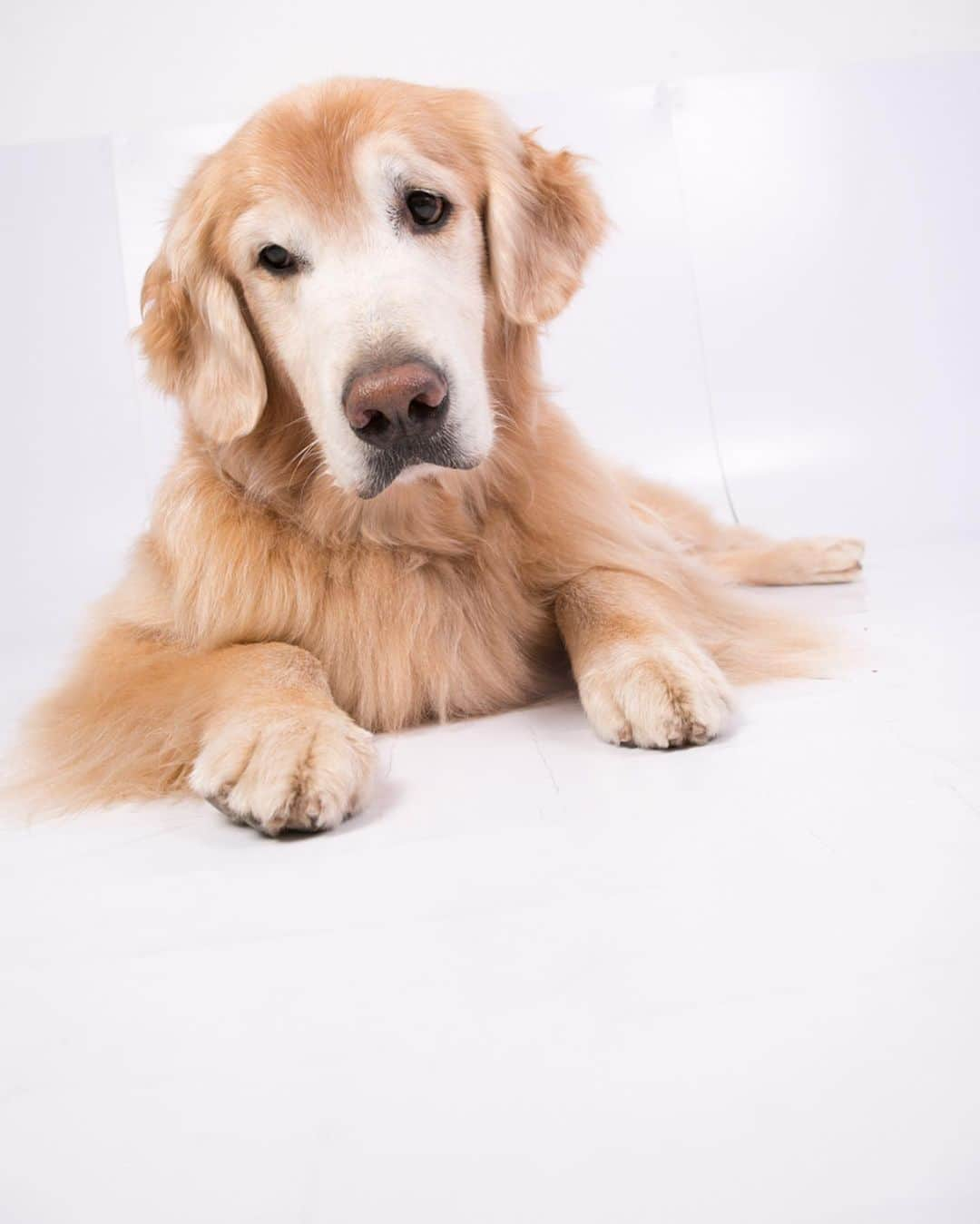 Bobさんのインスタグラム写真 - (BobInstagram)「Ontem foi dia de modelar no estúdio da @fotogeniapet , e esses modelos, levam jeito?! . . #pets #photooftheday #petsofinstagram #instagrammers #instagram #instadaily #vejasp #goldenretriever #goldenretrievers #goldenretrieversofinstagram #dogs #dogstyle #dogoftheday #dogsofinstagram #saopaulo #gudfriends . . @petxpoficial dias 30,31/08 e 01/09 Ingressos com cupom PETXPBOBMARLEY tem 10% de desconto.」8月6日 7時21分 - bob_marley_goldenretriever