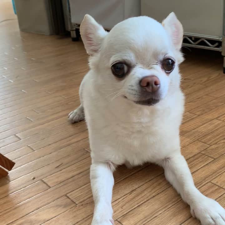 KORIKIのインスタグラム：「おはようございます♪ * #動きが無い動画 #dogofsapporo #dog, #dogs, #dogstagram,#chihuahua,#犬バカ部,#チワワ,#koriki, #hanadog #白スムチ連合会, #スムチー,  #dogofthedayjp, #dogoftheday  #ilovemydog #instadog #instapet #WhiteChihuahua  #吉娃娃 #치와와  #dogsofinstagram #Chihuahualover  #チワワの輪 #barkbox #WhiteChihuahuaParty #もふもふモフモフ」