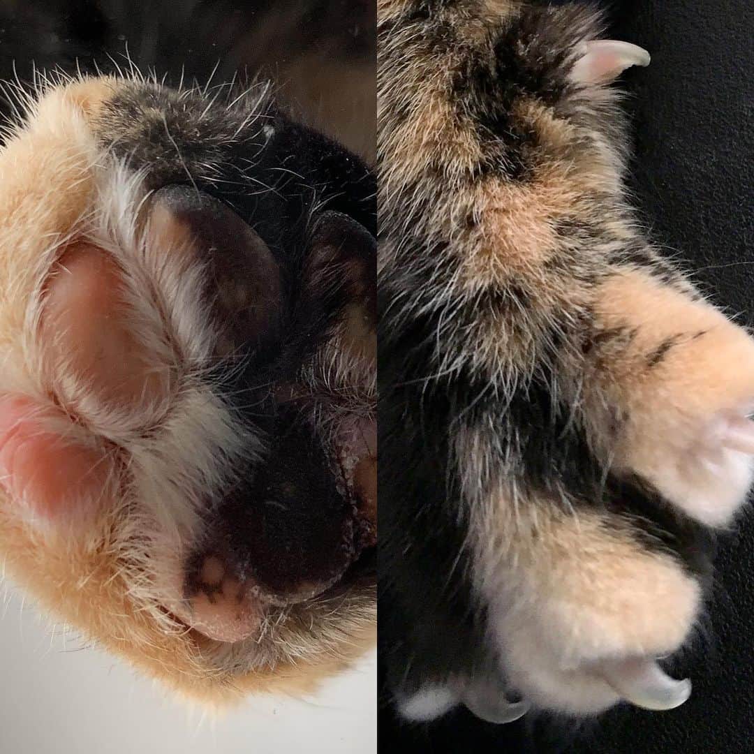 Venus Cat さんのインスタグラム写真 - (Venus Cat Instagram)「Paws up or paws down for Instagram hiding likes? 🐾 Let’s talk about the pros/cons and why you’re for or against it. There is no right or wrong answer with this one but I’d love to hear the different perspectives.  Personally I think it would be a positive change. I’d be lying if I said I didn’t care about #s. They do have value and are important but, shouldn’t be the main thing in which someone measures their own value. I’d be lying if I said I haven’t been there in fact, many times my stress level has risen to unhealthy heights over them. From 7 years of doing this I’ve changed how I value myself on social media. Sure it feels great to see something get a lot of likes and to get a lot of followers but it’s about so much more. I just spoke about this on a panel I did with @thedodo at VidCon. I watch numbers less now than ever before yet my engagement is going up! People have gotten so obsessed with #s to the point of buying followers, joining engagement pods, and other types of what I call #s manipulation, that it compromises the quality of their content and authenticity. If it’s not organic, it’s false achievement, a participation trophy. People are losing sight to what really matters and wasting valuable time on numbers instead of sharing more authentic content or creating better content, whichever your goal is (depending on whether or not you are here as a business or just personal). Here’s an example, I started a page for our dog Halo @halotheblindshiba over a year ago and only just made it public this weekend because of how many were asking for her to have her own account. I didn’t do it for clout or likes. Just like on this account, what drives me to keep posting is not fan base size or likes, it’s seeing the way our content touches people....in the comment section. With 5 accounts to run plus TikTok I don’t often have time to reply back but I do read most of them and THAT is where my true gratification comes from, not the # of likes. That’s not to say I don’t like seeing likes,they just don’t carry as much weight for me as they once did. Thank you for reading this and thank you if you have ever left a comment for us! ❤️ What are your thoughts?」8月6日 7時44分 - venustwofacecat