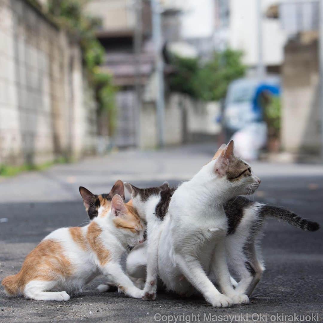 Masayukiさんのインスタグラム写真 - (MasayukiInstagram)「密度高め。  おはようございます。 Good morning from Tokyo Japan ⛅️ #cat #ねこ」8月6日 7時51分 - okirakuoki