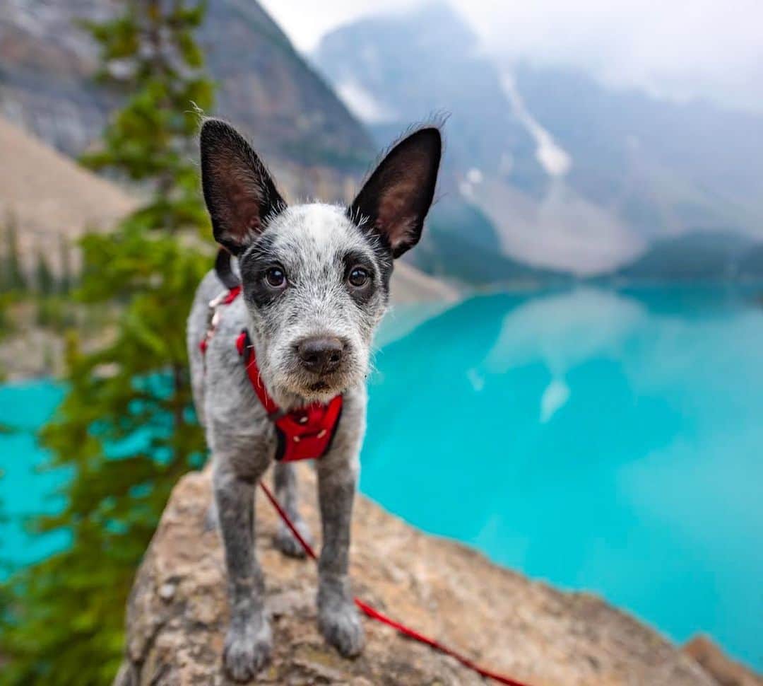 DogsOf Instagramのインスタグラム：「“Blue Heelers and blue lakes...make for some not so blue memories 😍" writes @oslo_the_heeler // 📸 @meppen_photography  #dogsofinstgram」