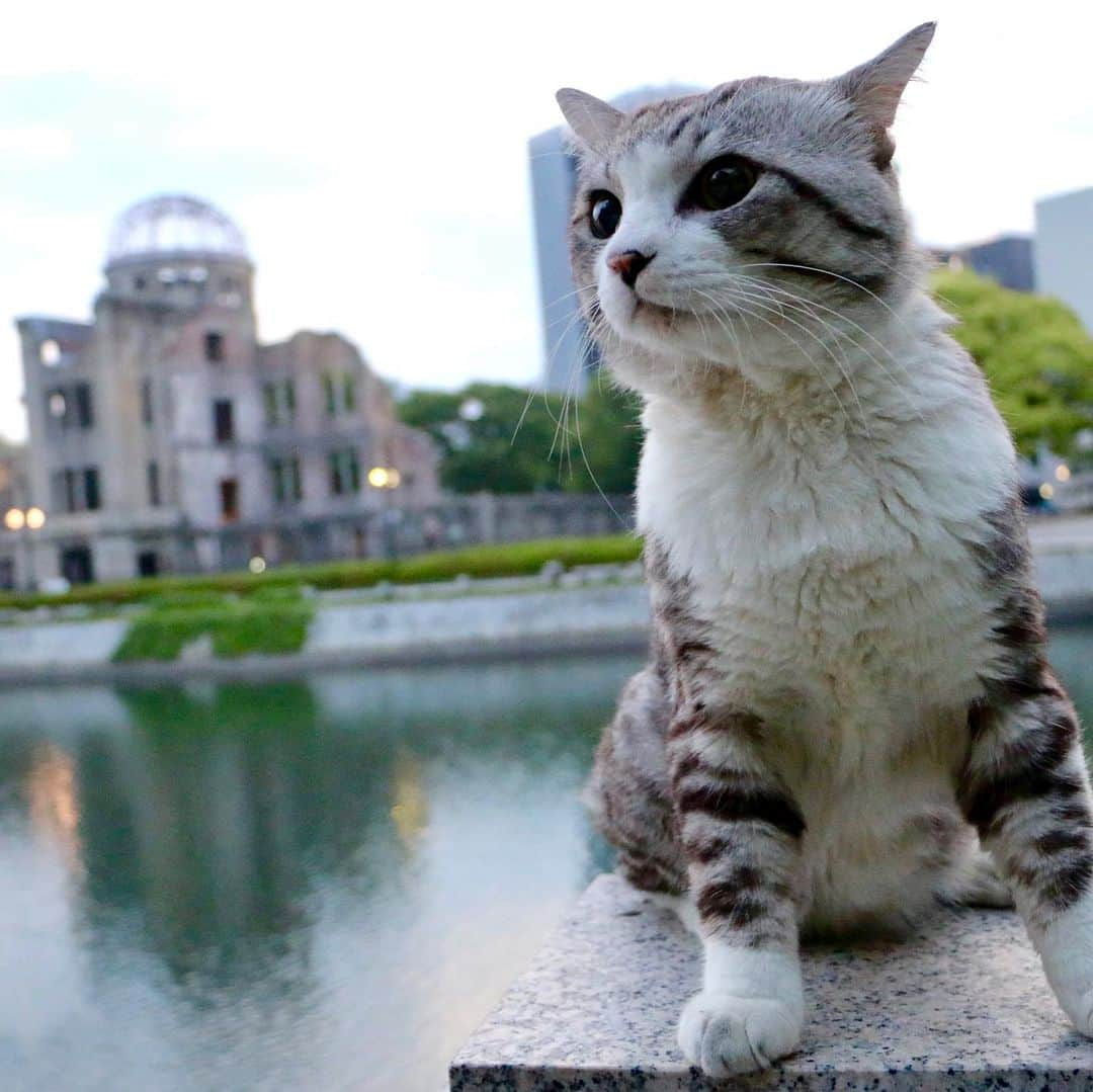 Nyankichi Noranekoさんのインスタグラム写真 - (Nyankichi NoranekoInstagram)「8月6日は、広島から平和の祈りをささげる日にゃり。  1945年8月6日午前8時15分に、 アメリカ軍が日本の広島県広島市に 原子爆弾を投下し多くの命が奪われました。 今後、二度とこのようなことがないことを心から祈ります。 世界が平和でありますように。  中国語 1945年8月6日 上午8时15分 美国军队在 広島県広島市投下的原子弹夺去了众多人的宝贵生命。 期待世界的和平从此不再发生类似的惨剧。  1945年8月6日 上午8時15分 美國軍隊在 広島県広島市投下的原子彈奪去了眾多人的寶貴生命。 期待世界的和平從此不再發生類似的惨劇。  英語 Dropping of atomic bombs on Hiroshima City. On August 6th, 1945 at 8:15, the U.S. military  dropped an atomic bomb in Hiroshima City, Hiroshima Prefecture,  and caused the loss of countless lives.  I wish, with all my heart, which will never repeat this tragedy. I want world peace  フランス語 Le 6 Août 1945 à 8: 15 du matin, l'armée américaine  a largué une bombe atomique sur la ville de Hiroshima, Prefecture de Hiroshima. L'explosion de cette bombe  a causé d'innombrables pertes en vies humaines. Je prie, de tout mon coeur,que cette tragédie ne se répète plus jamais.  Je veux un monde de Paix  韓国語 1945년 8월 6일 오전 8시 15분에, 미군이 일본의 히로시마현 히로시마시에 원자 폭탄을 투하해 많은 생명이 빼앗겼습니다. 향후 두번 다시 이러한 일이 없는 것을 진심으로 빕니다. 세계가 평화롭도록.  スペイン語 El 6 de agosto de 1945 a las 8:15,  el ejercito norteamericano arrojó una bomba atómica  en la ciudad de Hiroshima, Prefectura de Hiroshima,  causando la pérdida de innumerables vidas. Deseo, de todo corazón, que nunca más se repita esta tragedia. Por la paz mundial  #猫 #고양이 #แมว #貓 #кошка #qata #chat #ニャンスタグラム #gato #ねこ部 #旅猫 #動物 #ペット #ニャン吉 #kawaii #保護猫 #イケニャン #japan #猫写真 #ねこ #seekor #ネコ #動物 #広島 #原爆ドーム #平和 #JALペットファミリー #jalうちの子カレンダー2020応募」8月6日 8時08分 - noraneko_nyankichi