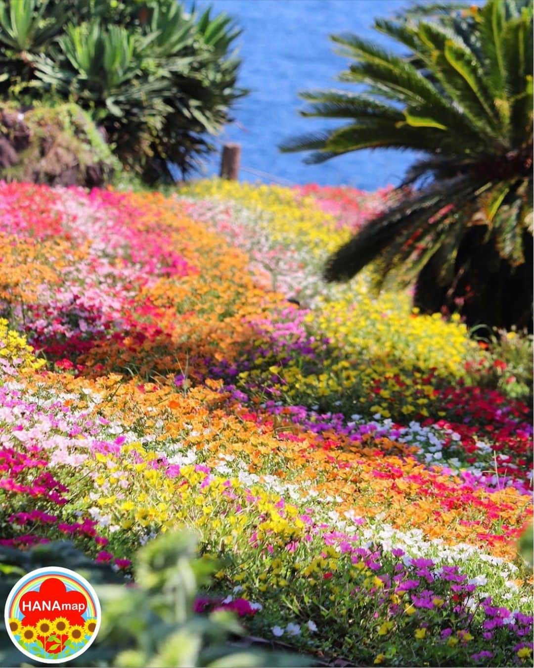 はなまっぷ❁日本の花風景さんのインスタグラム写真 - (はなまっぷ❁日本の花風景Instagram)「🌻🌺はなまっぷの夏まつり🌺🌻 * @izu_p さんの 夏の花々に花まるを💮 * 暑さに負けずに咲き誇る素敵な夏の花々をありがとうございます😊🌺 * 静岡  #ニューヨークランプミュージアムアンドフラワーガーデン NEW YORK LAMP MUSEUM & FLOWER GARDEN, Shizuoka Pref. * 🌻ポーチュラカの花言葉🌻 無邪気、いつも元気 * 🌈•••🌺•••🌻•••🌺•••🌻•••🌺•••🌈 * 🌺夏まつり始めました🌺 〜8/31まで #はなまっぷ  のタグの中から、夏のお花のお写真をご紹介させていただきます。期間中はランダムに、複数枚投稿でもご紹介させていただく場合がございます。 * #夏#日本#花#ポーチュラカ * 🌈•••🌺•••🌻•••🌺•••🌻•••🌺•••🌈 *」8月6日 8時25分 - hanamap