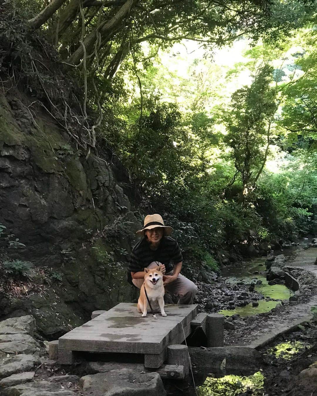 マル子のインスタグラム：「昨日の夕散歩はお友達オススメの川沿い散歩🚶‍♂🐕️🚶‍♀️ 近所にこんな良い所があったなんて！ ちゃんと野菜の無人販売所も見つけたよ〜 #マル子  #柴犬  #shiba  #渓流散歩  #どんくさ犬は下半身落ちた」