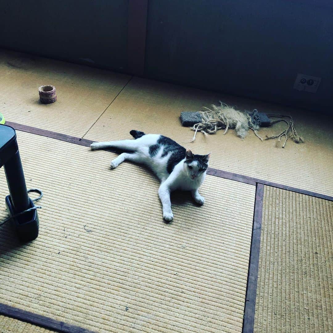 町田康さんのインスタグラム写真 - (町田康Instagram)「いえ。クレープ屋にござんす。」8月6日 8時27分 - inunekosonota