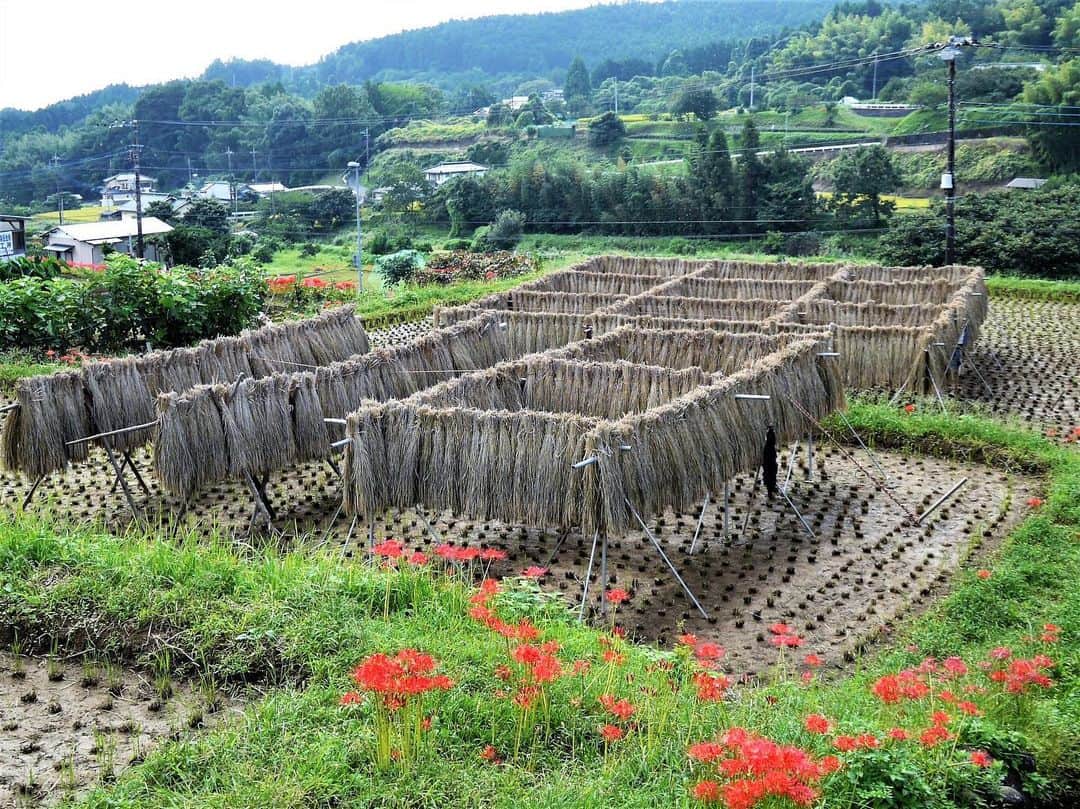 Satoyama推進コンソーシアムさんのインスタグラム写真 - (Satoyama推進コンソーシアムInstagram)「撮影場所：神奈川県南足柄市弘西寺⁠⠀ メッセージ：彼岸花が咲く頃、稲の刈り取りが始まります。この「稲架掛け」の形は珍しいと思います。⁠⠀ ※Satoyamaフォトコンテスト2019代理投稿作品⠀⁠⠀ ⠀⁠⠀ #jtsatoyama2019⁠⠀ #フォトコンテスト⁠⠀ #フォトコン⠀⁠⠀ #写真⠀⁠⠀ #カメラ⠀⁠⠀ #里山⠀⁠⠀ #里海⠀⁠⠀ #風景⠀⁠⠀ #風景写真⠀⁠⠀ #日本の絶景⠀⁠⠀ #日本の美しい風景⠀⁠⠀ #田舎⠀⁠⠀ #田舎暮らし⠀⁠⠀ #photo⠀⁠⠀ #satoyama⠀⁠⠀ #satoumi⠀⁠⠀ #japan⠀⁠⠀ #landscape⠀⁠⠀ #japan_visit⠀⁠⠀ #Lovers_Nippon⠀⁠⠀ #daily_photo_jpn⠀⁠⠀ #naturephotography⁠⠀ #彼岸花⁠⠀ #稲刈り⁠⠀ #稲架掛け⁠⠀ ⁠⠀」8月6日 8時44分 - jt.satoyama_consortium