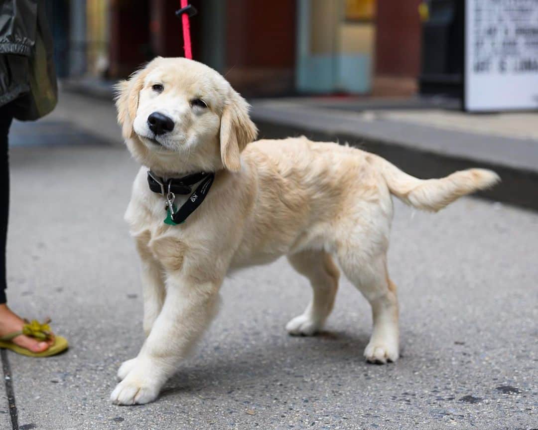 The Dogistさんのインスタグラム写真 - (The DogistInstagram)「Squishy, Golden Retriever (3 m/o), Houston & West Broadway, New York, NY」8月6日 8時47分 - thedogist