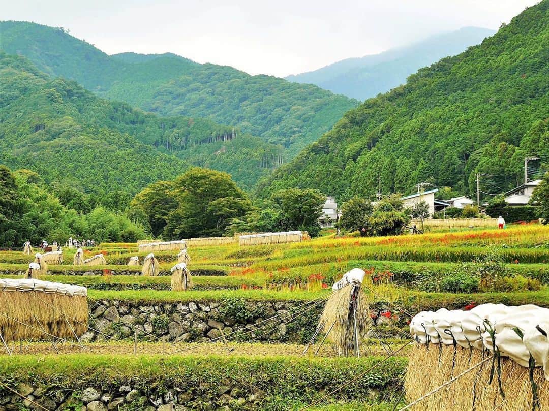 Satoyama推進コンソーシアムさんのインスタグラム写真 - (Satoyama推進コンソーシアムInstagram)「撮影場所：神奈川県伊勢原市日向⁠⠀ メッセージ：稲の刈り取りが進み、一安心の田んぼ。豊作を彼岸花が祝っています。⁠⠀ ※Satoyamaフォトコンテスト2019代理投稿作品⠀⁠⠀ ⠀⁠⠀ #jtsatoyama2019⁠⠀ #フォトコンテスト⁠⠀ #フォトコン⠀⁠⠀ #写真⠀⁠⠀ #カメラ⠀⁠⠀ #里山⠀⁠⠀ #里海⠀⁠⠀ #風景⠀⁠⠀ #風景写真⠀⁠⠀ #日本の絶景⠀⁠⠀ #日本の美しい風景⠀⁠⠀ #田舎⠀⁠⠀ #田舎暮らし⠀⁠⠀ #photo⠀⁠⠀ #satoyama⠀⁠⠀ #satoumi⠀⁠⠀ #japan⠀⁠⠀ #landscape⠀⁠⠀ #japan_visit⠀⁠⠀ #Lovers_Nippon⠀⁠⠀ #daily_photo_jpn⠀⁠⠀ #naturephotography⁠⠀ #稲刈り⁠⠀ #田んぼ⁠⠀ #彼岸花⁠⠀ #豊作」8月6日 8時47分 - jt.satoyama_consortium