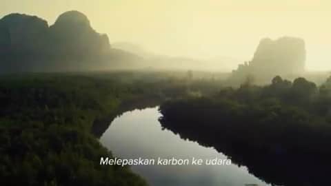 ブリアナ・エヴィガンのインスタグラム：「As I am educating my self on this journey my hopes are to educate you too. Today... there are less than 14,000 Sumatran orangutans left on the planet 90% of them within the Leuser ecosystem. Hopefully today we will get to experience some of them in their natural habitat and see what they have to say. ❤️ #outtherewithpaulhilton」