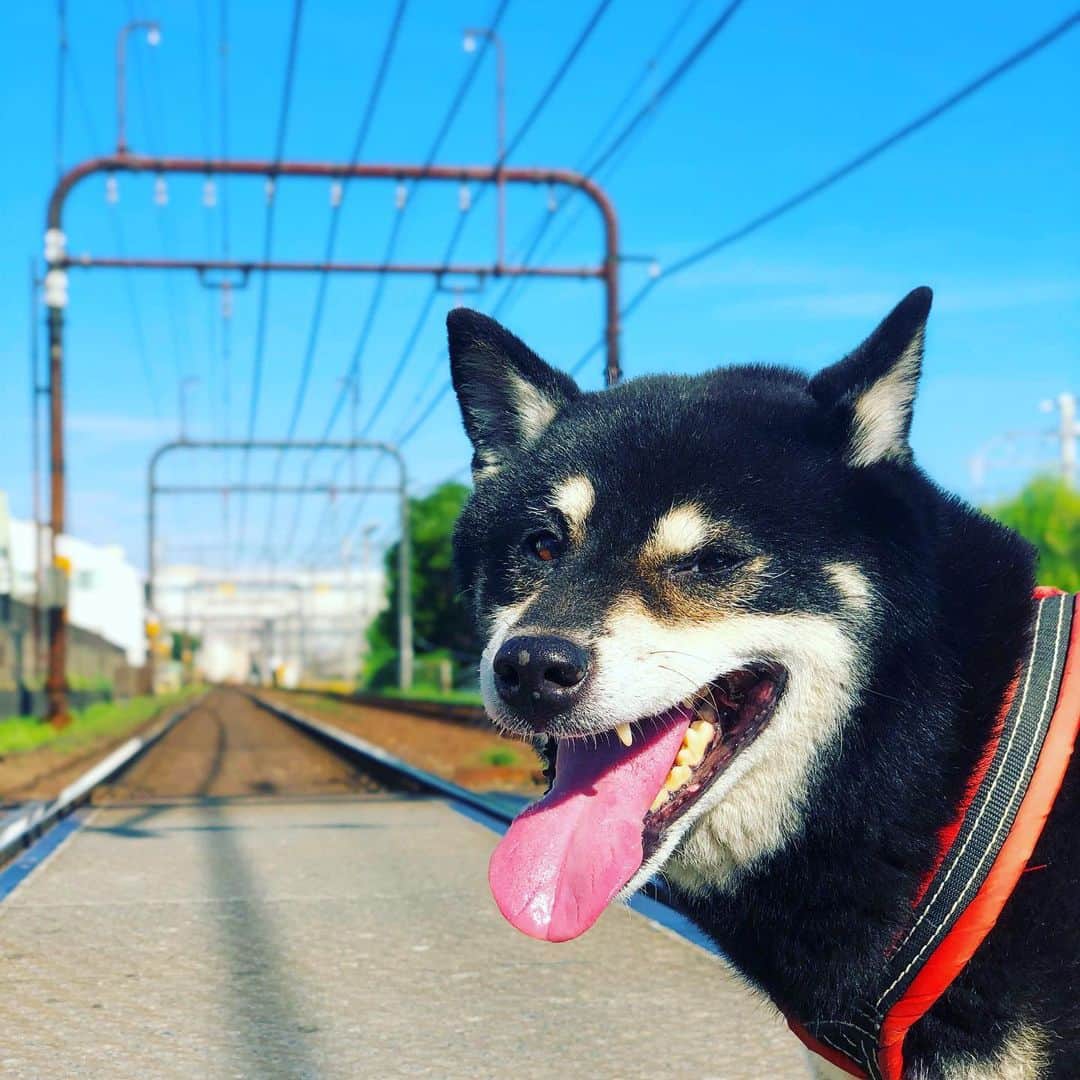 小川博永さんのインスタグラム写真 - (小川博永Instagram)「踏み切り。  #今朝まる #ししまる #dog #dogs #柴犬 #黒柴」8月6日 9時18分 - ogawahironaga