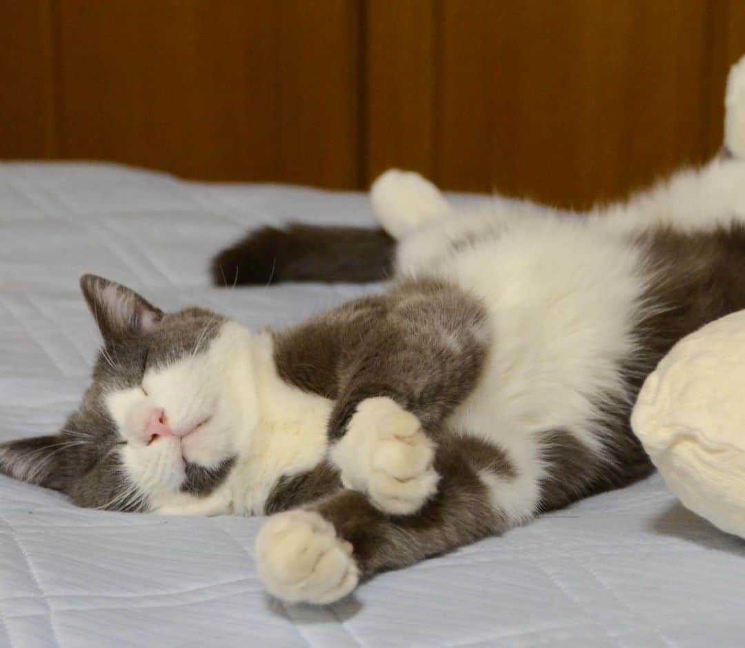 やふさんのインスタグラム写真 - (やふInstagram)「この暑いのに、枕元での添い寝を欠かさないももさん。カイヌシ寝るのを待機中。 . #cat #neko #catlovers #catsofinstagram #catstagram #instacat #猫 #ねこ #ネコ #保護猫 #もも」8月6日 9時19分 - kyafy