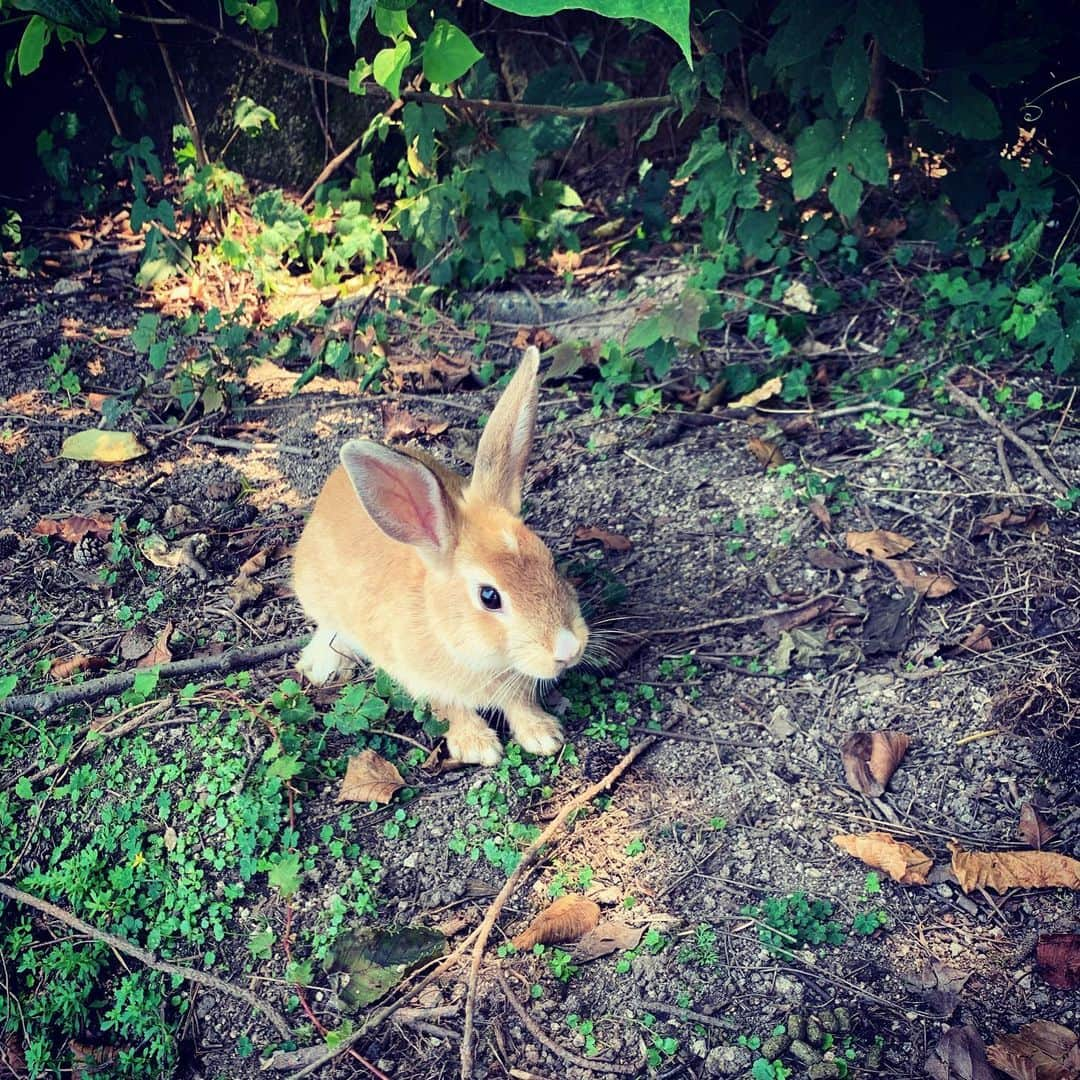 柏崎桃子さんのインスタグラム写真 - (柏崎桃子Instagram)「広島2日目はうさぎの島、大久野島へ行ってきました。 うさぎさんが暑さでへろーんとしてましたが餌を持っていくと元気よくぴょんぴょん出てきます。  併せて行きたかったのはこの毒ガス資料館。 世界中の負の遺産を見に行くのが今の目標だったりします。  #広島 #大久野島 #うさぎ #大久野島のうさぎさん  #毒ガス  #資料館」8月6日 9時19分 - momoko_kashiwazaki