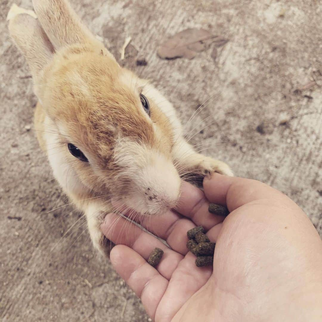 柏崎桃子さんのインスタグラム写真 - (柏崎桃子Instagram)「広島2日目はうさぎの島、大久野島へ行ってきました。 うさぎさんが暑さでへろーんとしてましたが餌を持っていくと元気よくぴょんぴょん出てきます。  併せて行きたかったのはこの毒ガス資料館。 世界中の負の遺産を見に行くのが今の目標だったりします。  #広島 #大久野島 #うさぎ #大久野島のうさぎさん  #毒ガス  #資料館」8月6日 9時19分 - momoko_kashiwazaki