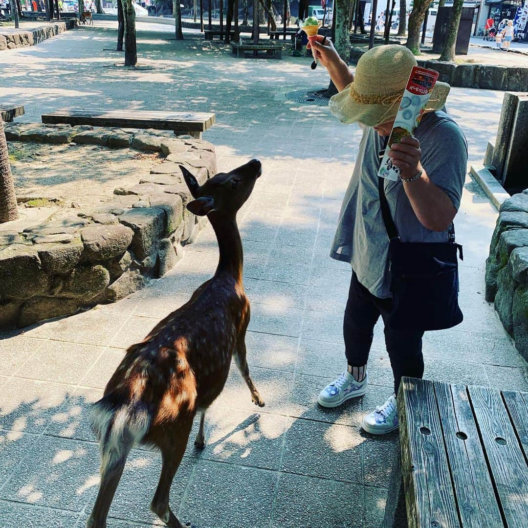 柏崎桃子さんのインスタグラム写真 - (柏崎桃子Instagram)「広島3日目、宮島へ。 広島の交通網が便利すぎてどこへでも行けちゃってありがたかったです！ 大久野島にしろ宮島にしろ『こんなに回れるかな？』って思いましたが回れちゃうんです！しかもリーズナブルに！ ありがたかったー！  そして宮島で鹿に襲われたきみえちゃんなのです。  #広島 #宮島 #厳島神社 #ソフトクリーム #かわいい #鹿 #襲われた #びちゃびちゃ #交通機関 #電車 #バス #便利すぎる」8月6日 9時30分 - momoko_kashiwazaki