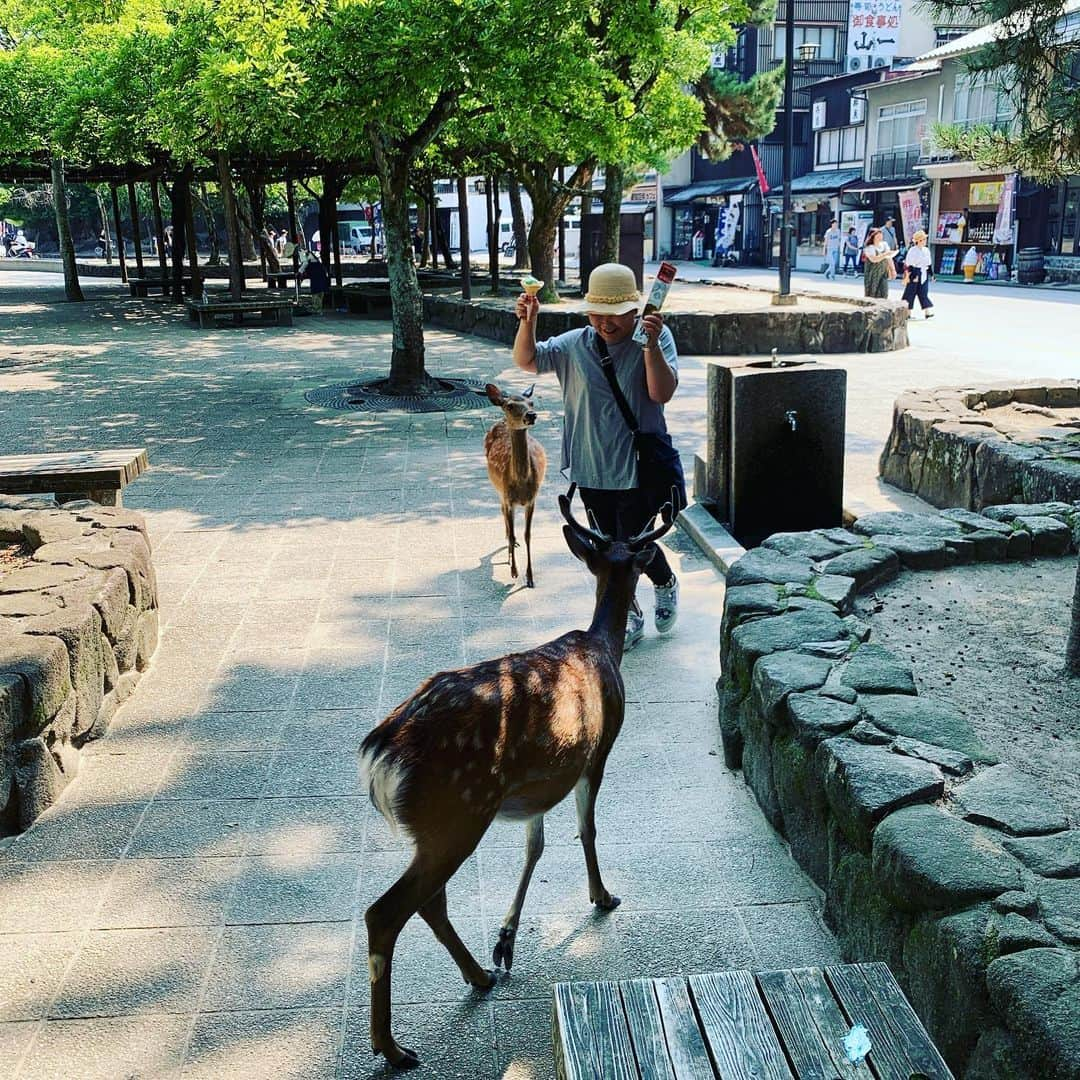 柏崎桃子さんのインスタグラム写真 - (柏崎桃子Instagram)「広島3日目、宮島へ。 広島の交通網が便利すぎてどこへでも行けちゃってありがたかったです！ 大久野島にしろ宮島にしろ『こんなに回れるかな？』って思いましたが回れちゃうんです！しかもリーズナブルに！ ありがたかったー！  そして宮島で鹿に襲われたきみえちゃんなのです。  #広島 #宮島 #厳島神社 #ソフトクリーム #かわいい #鹿 #襲われた #びちゃびちゃ #交通機関 #電車 #バス #便利すぎる」8月6日 9時30分 - momoko_kashiwazaki