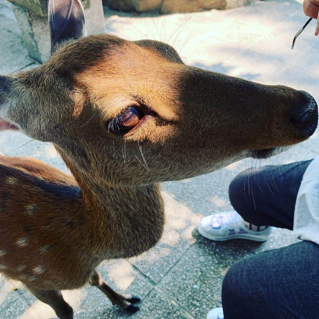 柏崎桃子さんのインスタグラム写真 - (柏崎桃子Instagram)「広島3日目、宮島へ。 広島の交通網が便利すぎてどこへでも行けちゃってありがたかったです！ 大久野島にしろ宮島にしろ『こんなに回れるかな？』って思いましたが回れちゃうんです！しかもリーズナブルに！ ありがたかったー！  そして宮島で鹿に襲われたきみえちゃんなのです。  #広島 #宮島 #厳島神社 #ソフトクリーム #かわいい #鹿 #襲われた #びちゃびちゃ #交通機関 #電車 #バス #便利すぎる」8月6日 9時30分 - momoko_kashiwazaki