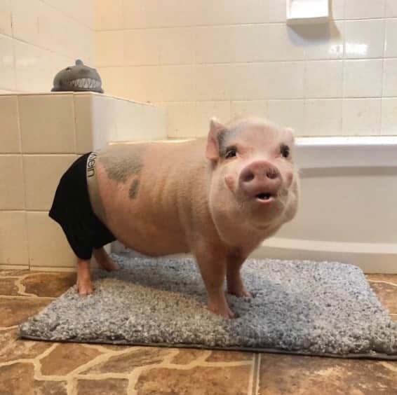 のインスタグラム：「Just a Calvin Swine model blowing kisses to all the Pigtoria Secret angels! Happy #NationalUnderwearDay from Silly Pop!🐷🖤😇#MYCLAVINS #CALVINKLEINUNDERWEAR . Please check out our post from this morning if you missed our exciting news.🐷😍#moveovershawnmendes #SillyPop #PrissyandPop」