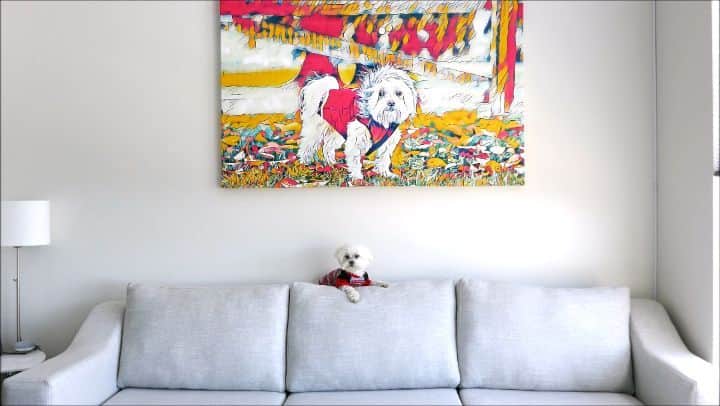 Toby LittleDudeのインスタグラム：「Couch potato 🥔 -- Canvas by @abcfineart」