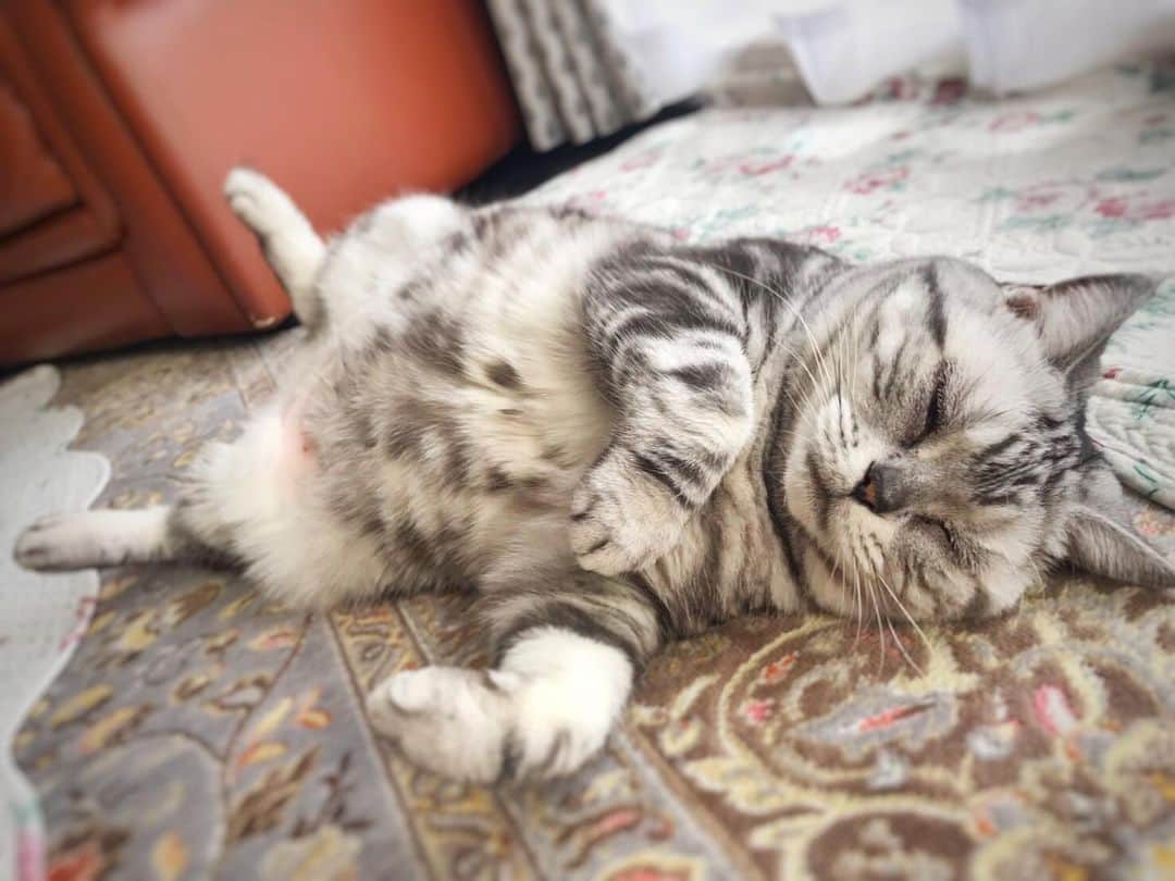 のインスタグラム：「すやすやぁっ…💤 #neko_magazine #ねこ #猫 #ネコ #catstagram #cat #ねこマガジン #NEKONOBA #アメショー #アメリカンショートヘア」