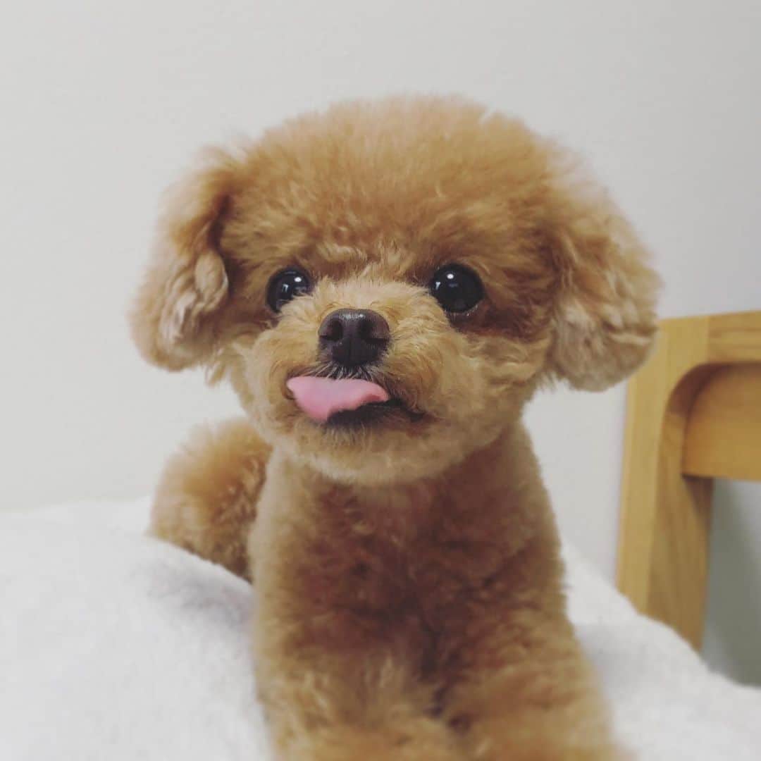 ふわさんのインスタグラム写真 - (ふわInstagram)「#toypoodle#toypoodlegram#dogsofinstagram#instadog#dog#doglovers#fuwamama#ふわもこのふわ#ふわ#といぷーどる#トイプードル#トイプードル部#ふわもこ部#犬バカ部#親バカ部#犬いる暮らし#夏#暑過ぎ#暑過ぎイヤ!!」8月6日 10時18分 - huwayama