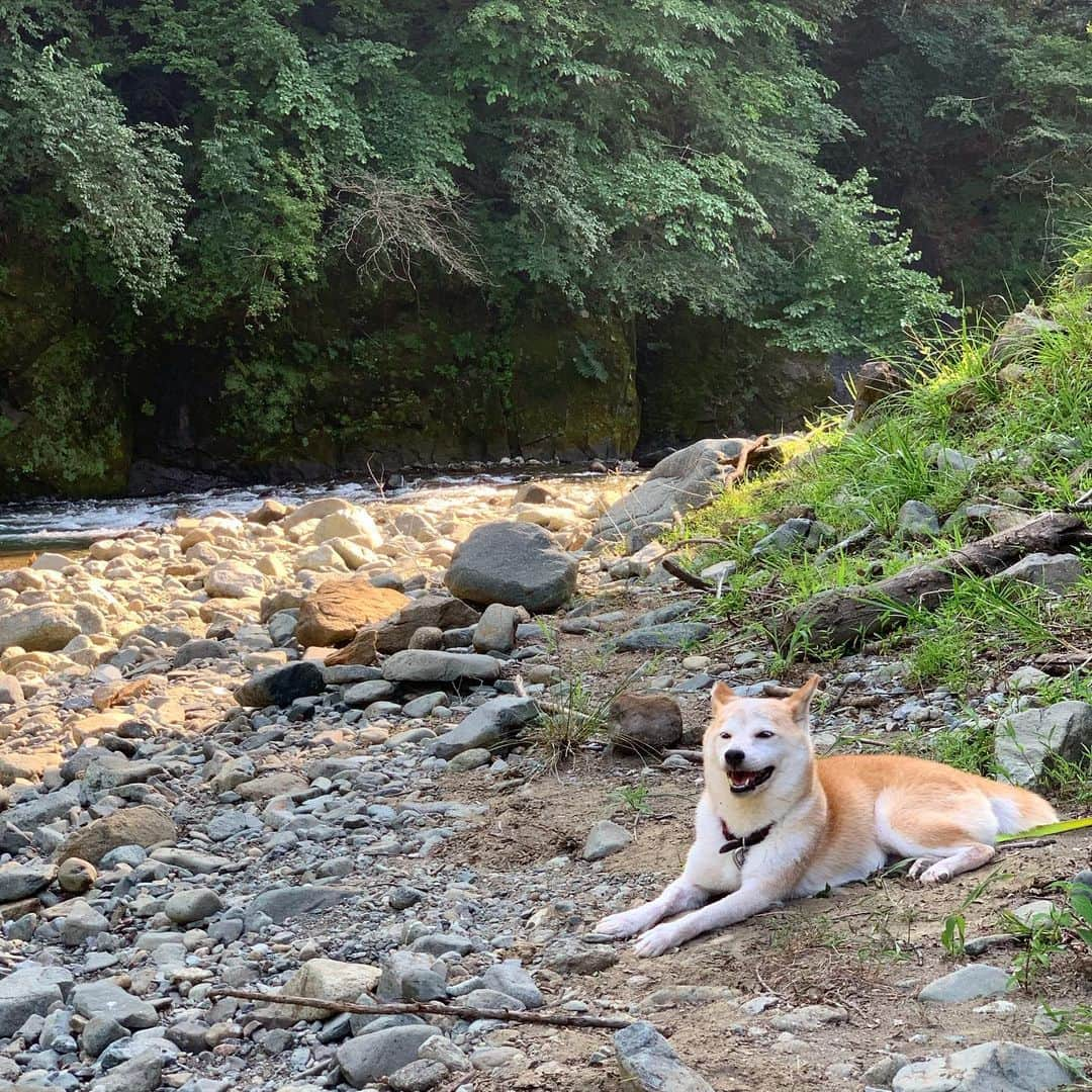 柴犬リリコのインスタグラム