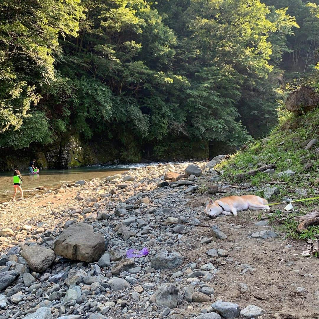 柴犬リリコさんのインスタグラム写真 - (柴犬リリコInstagram)「今日も暑いですね☀️🥵 地べたに腰をおろしリラックスするリリコさんで涼をお届け🎐 #宮ヶ瀬 #ワンコok #デイキャンプは17時まで #長者屋敷キャンプ場 #川遊び」8月6日 10時25分 - ke_rock_