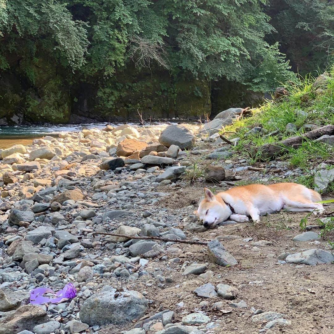 柴犬リリコさんのインスタグラム写真 - (柴犬リリコInstagram)「今日も暑いですね☀️🥵 地べたに腰をおろしリラックスするリリコさんで涼をお届け🎐 #宮ヶ瀬 #ワンコok #デイキャンプは17時まで #長者屋敷キャンプ場 #川遊び」8月6日 10時25分 - ke_rock_