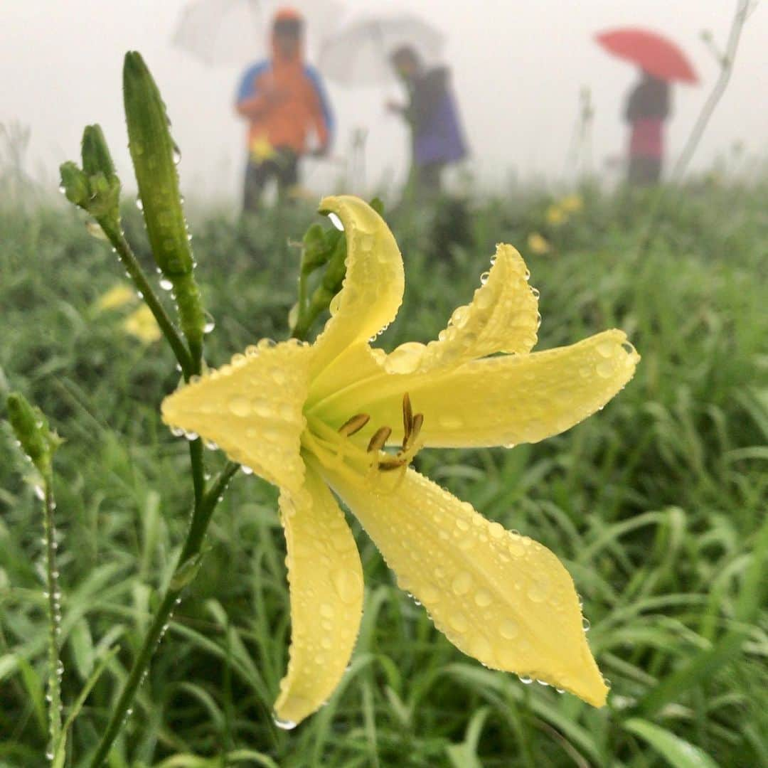 仲川希良さんのインスタグラム写真 - (仲川希良Instagram)「梅雨明けた途端に猛！暑！ 皆さん夏山楽しまれてるかしら♩ ・ ・ 写真は7月半ば伊吹山のユウスゲ祭りの様子 ・ この日はひと夜限りの可憐な花を霧の中で味わいましたが みずみずしいレモンイエローもそっと漂わせる香りも霧に溶けていくようで儚く より愛おしさが増したように感じました ・ 8月前半まで味わえるそうだから今頃は最後の力を振り絞って 青空とくっきりコントラストを描きながら咲き誇っているのかも……なんて 東京の空の下で想像したりしています ・ ・ 各地の山々に足を運んでいると こうして想いを馳せることが出来る場所がどんどん増えていきます ・ 遠いかもしれないけれど確かに自分の足元と繋がっている場所 それを心に浮かべるたびに山の空気が体の中にも広がるようで たとえ実際に足を運べなくとも 自分自身を解きほぐしてもらえるひと時です ・ ・ 景色と共に蘇るのはやはりその土地で出会った人々のお顔 ・ ユウスゲ祭りでもたくさんの方々とお話しすることが出来てとても嬉しかったです 3合目ツアーが満員だったので自力で上がってきて下さった方々もありがとうございました！ ・ ふもとでは今年もペンションいぶきさんにお世話になって 私の「山でお泊まり手帳」にも掲載させていただいたフォトジェニックな卵サンドを再び頬張ることが出来ました♩ ・ 本を読んでペンションを訪れた方もいらっしゃったと伺いました 私は以前訪れたお気に入りの場所を繰り返し味わうのが大好きなので いつか本でご紹介したどこかのお山でお会いできるといいな……！ ・ ・ 山頂でのホタルを今年も逃してしまったので 伊吹山もまた必ず、歩きに行こうと思います ・ ・ #⛰ #🌼 #伊吹山 #ユウスゲ #ホルン 演奏も素敵だったな〜 ・ #ヤマスタ では今、ユウスゲの期間限定の1合目と3合目スタンプが出現中！ 10日までなので駆け込みでユウスゲ観察される方は忘れずにゲットしてくださいね🌟」8月6日 11時04分 - kiranakagawa