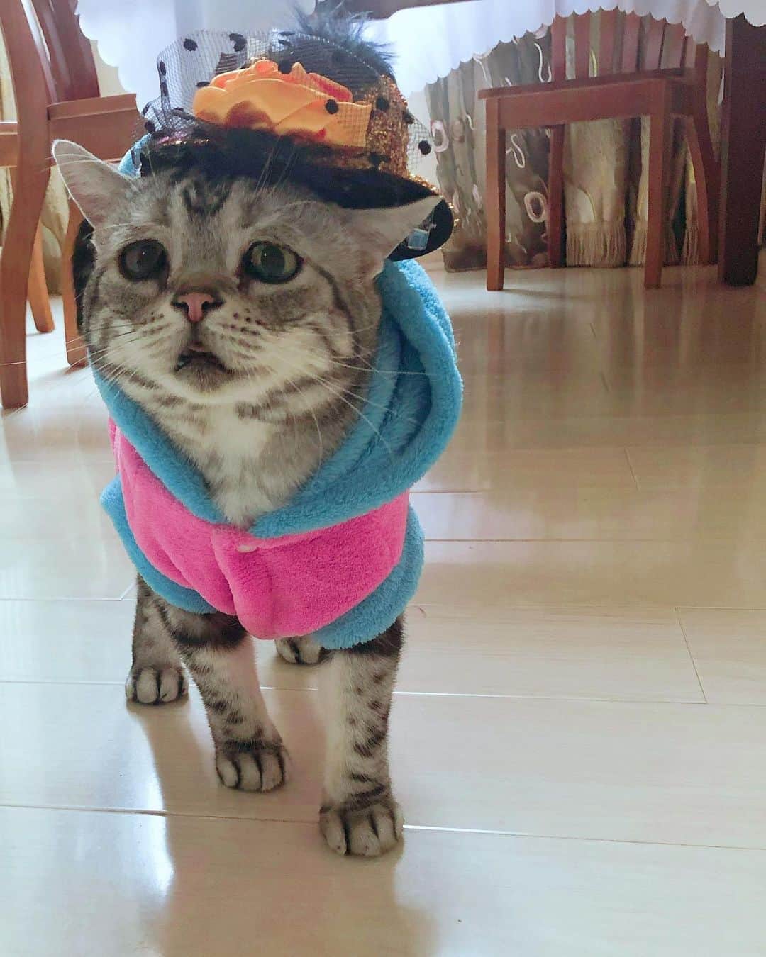 ルフさんのインスタグラム写真 - (ルフInstagram)「#luhu:"fashion me !" - - #cat #sadcat #catsofinstagram #angelcat #adorable #lovely #catboy」8月6日 11時57分 - lanlan731