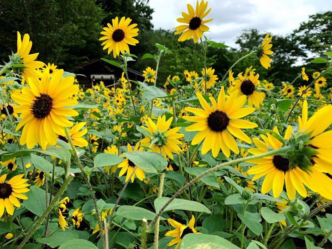 中村愛のグルメインスタ