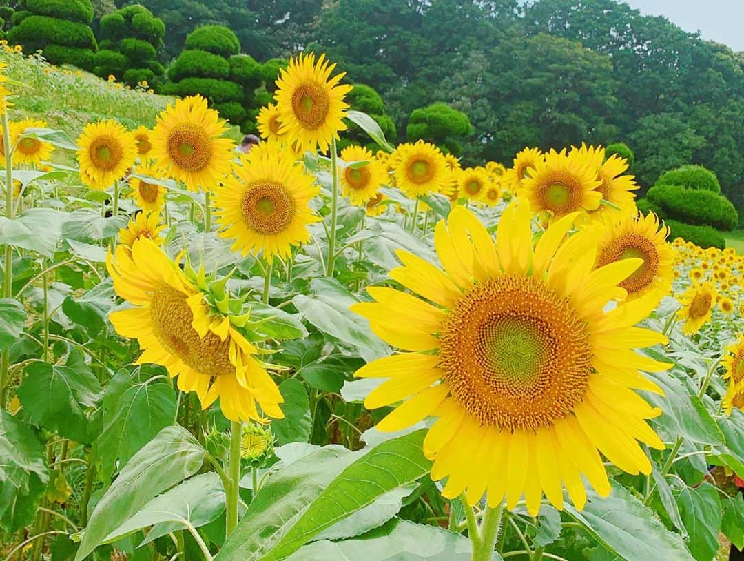 瀬口かなさんのインスタグラム写真 - (瀬口かなInstagram)「台風大丈夫でしょうか。 昨日台風来る前にひまわり畑に行ってきました🌻👒 ． 夏らしいことしてる😹✨ 無料で摘み取りもできてまだ咲いてないひまわりもあったしこれから行っても良さそう😍マリーゴールドも沢山咲いてて綺麗でした🌼 ． ． ． #ひまわり #ひまわり畑 #能古島 #能古島アイランドパーク #sunflower #福岡 #fukuoka #nokonoshima #マリーゴールド #麦わら帽子 #チェックワンピース #ootd #fasion #ファッション #zara #ninamew」8月6日 12時12分 - seguchikana