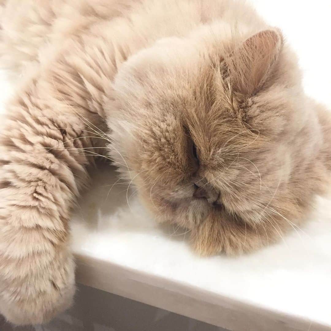 ミッシュのインスタグラム