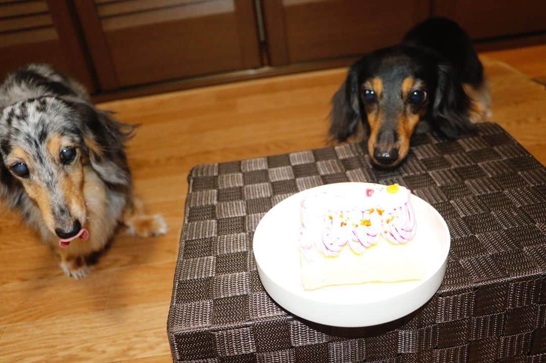 金子藍さんのインスタグラム写真 - (金子藍Instagram)「Happy Birthday❤️ピノコ . 大好きな大好きなピノが15歳に❤️ . 宮崎で出会ったピノちゃん❤️❤️ 食いしん坊なピノちゃん❤️❤️ ミニョンちゃんを産んでくれたピノちゃん❤️❤️ .  長生きしてね❤️ . #ミニチュアダックス #シルバーダップル #birthday #親子犬」8月6日 12時27分 - aikaneko_surf
