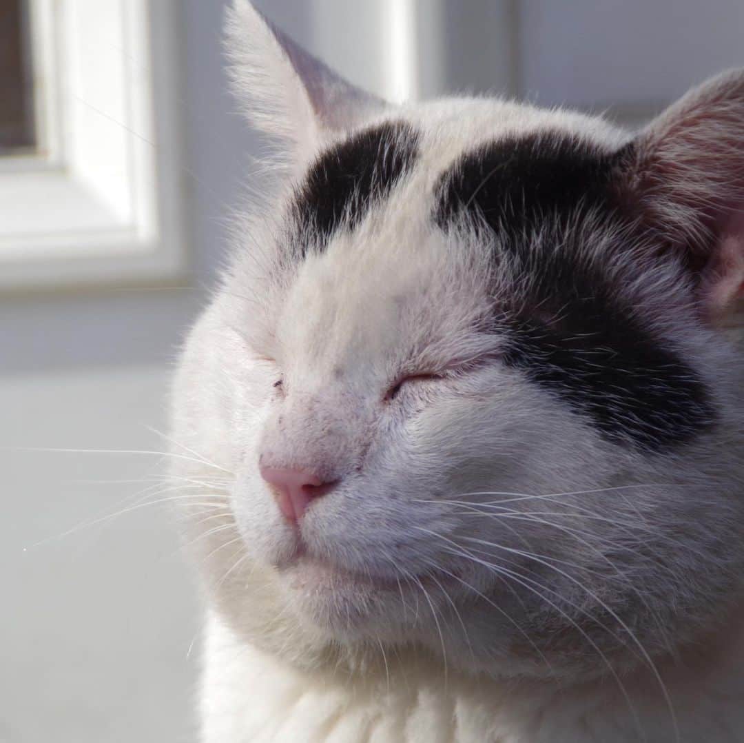 Kachimo Yoshimatsuさんのインスタグラム写真 - (Kachimo YoshimatsuInstagram)「おはようナナクロ！ Good Morning Nanakuro! #uchinonekora #nanakuro #neko #cat #catstagram #kachimo #猫 #ねこ #うちの猫ら http://kachimo.exblog.jp」8月6日 12時37分 - kachimo