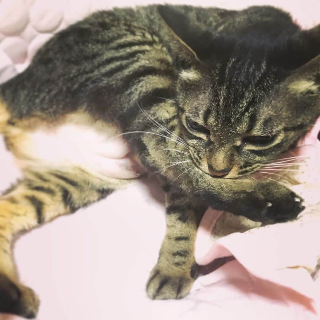 のインスタグラム：「Sticky!!🐈💦🐾 #cat #cats #browntabby #catsofinstagram #catstagram #neko #nekostagram #ねこ #ねこ部 #ねこすたぐらむ #きじとら #きじとらねこ #きじとら女子 #きじとら部 #ネコ #ネコ部  #キジトラ #キジトラネコ #キジトラ部 #かぎしっぽ #かぎしっぽ猫部 #カギしっぽ #カギしっぽ猫 #お腹ハゲてる」