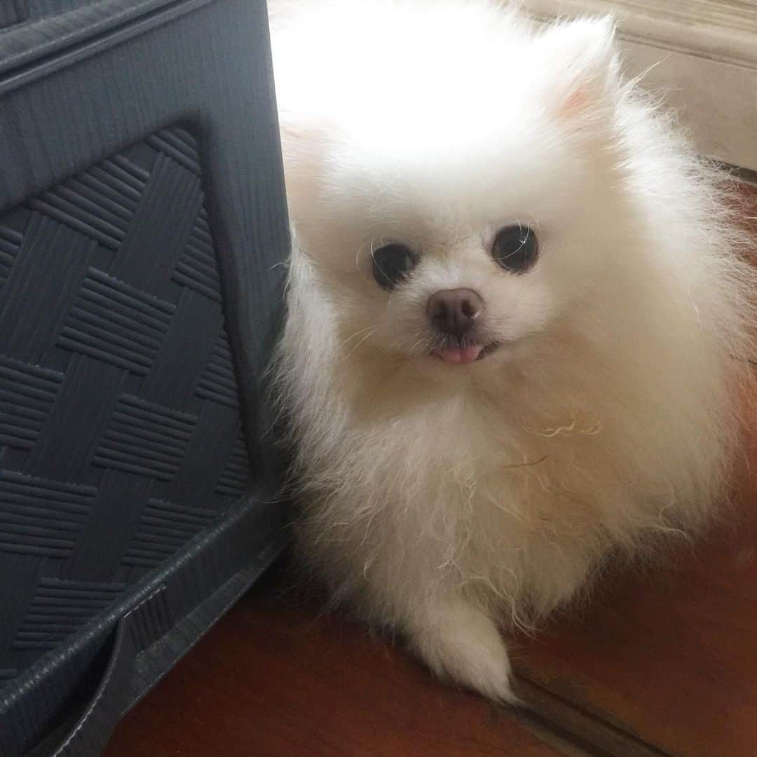 JEWELのインスタグラム：「A #TOT contribution is in order 🐶❤️😘 #dogstagram #dogoftheday #weeklyfluff #petstagram #pomeranian #petsofinstagram #dogsofinstagram #dogoftheday #puppiesofinstgram #cute #barkbox #buzzfeeddogs #buzzfeedanimals」