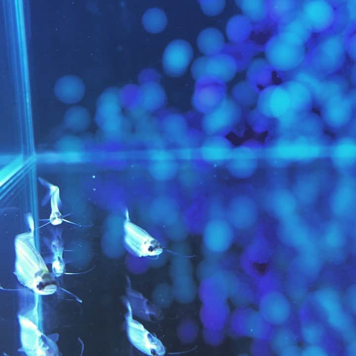 新宿プリンスホテルのグルメインスタ