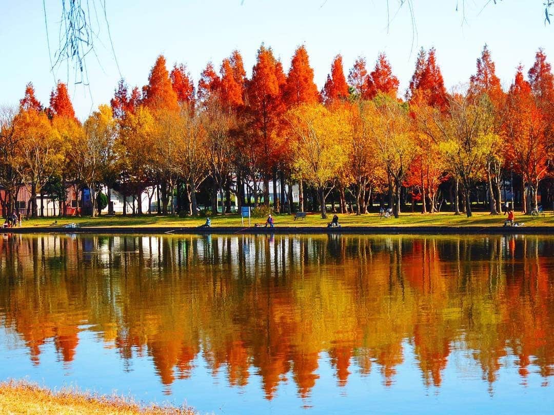 エイチ・アイ・エスさんのインスタグラム写真 - (エイチ・アイ・エスInstagram)「本日の1枚 🚩東京「水元公園」 📸@merrymerryorangefish さん 水元公園は東京にいることをすっかり忘れてしまう場所。 オレンジ色に染まったメタセコイアの木々と美しいリフレクションに心踊りました。 ＊＊＊＊＊＊ お写真お待ちしてます😆 いち早く秋を感じたい！といことで  #オレンジのセカイ で オレンジ色のお写真をご紹介します✨ すでに、投稿頂いたみなさま、ありがとうございます！ (お写真募集：9/12(木)まで) 9/13(金)に、ギャラリーに9枚の素敵なお写真を揃え 「行ってよかった！オレンジのセカイ9選！」という記事を弊社メディア「Like the World」UPさせて頂き各SNSアカウントでもご紹介させて頂きます！ ＊＊＊＊＊＊ 今月の旅の思い出は @his_japanをタグ付け頂き #LW9月の旅 で投稿お待ちしてます😃 (厳選させて頂いたお写真を使わせて頂き弊社メディア「Like the World」で記事をUPさせていただく予定です。)」9月4日 18時20分 - his_japan