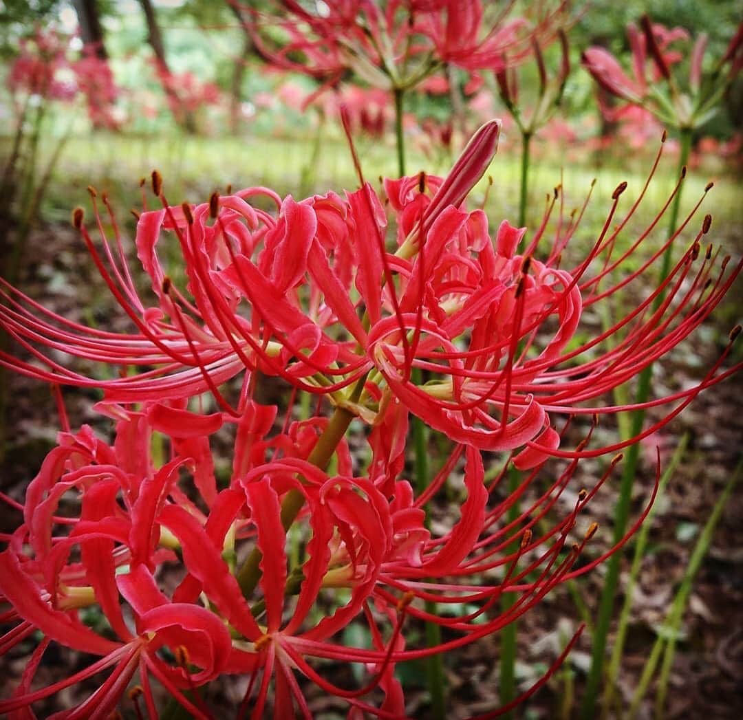 あなたのLOVE CHIBA教えてキャンペーンさんのインスタグラム写真 - (あなたのLOVE CHIBA教えてキャンペーンInstagram)「真っ赤な彼岸花が咲き乱れる季節がやってきました。一面に広がる彼岸花は毎年圧巻です…！！ 今年、2019 花のフェスティバル"第3弾” 彼岸花まつりの開催期間は、2019年9月14日～9月23日 ／午前10時から午後3時30分までだそうですよ☺️ 是非カメラを持ってお出かけしてみてくださいね✨ 【らぶちばseason8:@love_chiba_love さんの投稿】  #lovechiba8 #loveloveCHIBA　#千葉県　#千葉　#chiba #八千代市　#八千代　#彼岸花まつり　#曼殊沙華　＃花のフェスティバル #彼岸花 #お彼岸 #村上緑地公園彼岸花 #村上緑地公園 #八千代彼岸花 #drive #公園　#日本の風景 #photo_jpn　#カメラ散歩 #お写んぽ #photograph」9月4日 17時47分 - love.love.chiba