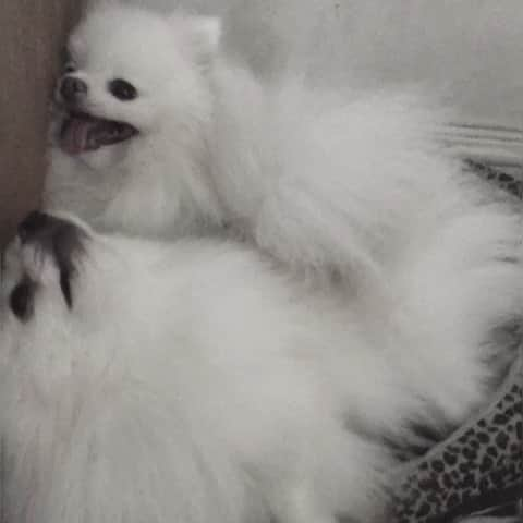 JEWELのインスタグラム：「Mommy!HELP!!!! 😅🐶🤪 #instagood #instamood #puppiesofinstgram #dogstagram #dogoftheday #dogsofinstagram #smile #9gag #weeklyfluff #fluffy #buzzfeeddogs #barkpost #pomeranian #pomeraniansofinstagram」