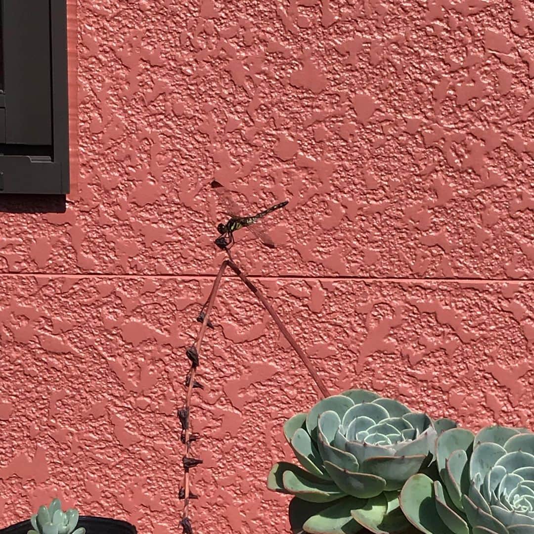 魔女菅原のグルメインスタ