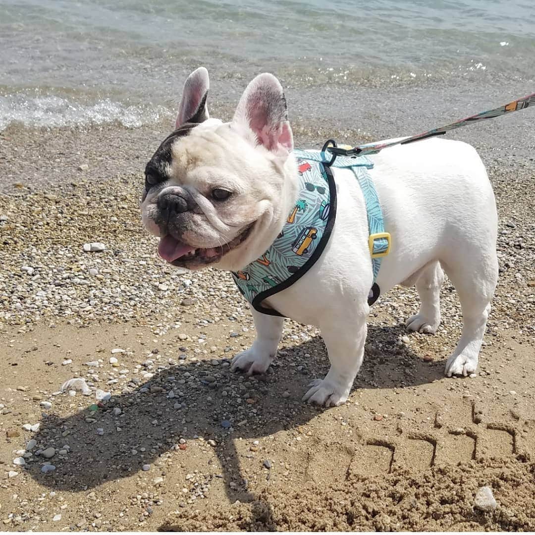 Manny The Frenchieのインスタグラム：「Took an extra day off and went to the beach!😃🌊🏖️」