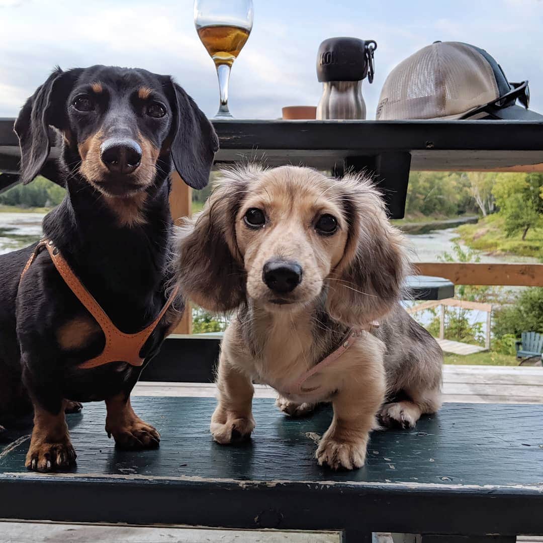 Crusoe the Celebrity Dachshundさんのインスタグラム写真 - (Crusoe the Celebrity DachshundInstagram)「"Spent a cabin weekend with Daphne to show her what "Ruffin it" is like! I even gave her the priveldge of collecting the firewood! 😄" ~ Crusoe」9月4日 9時29分 - crusoe_dachshund