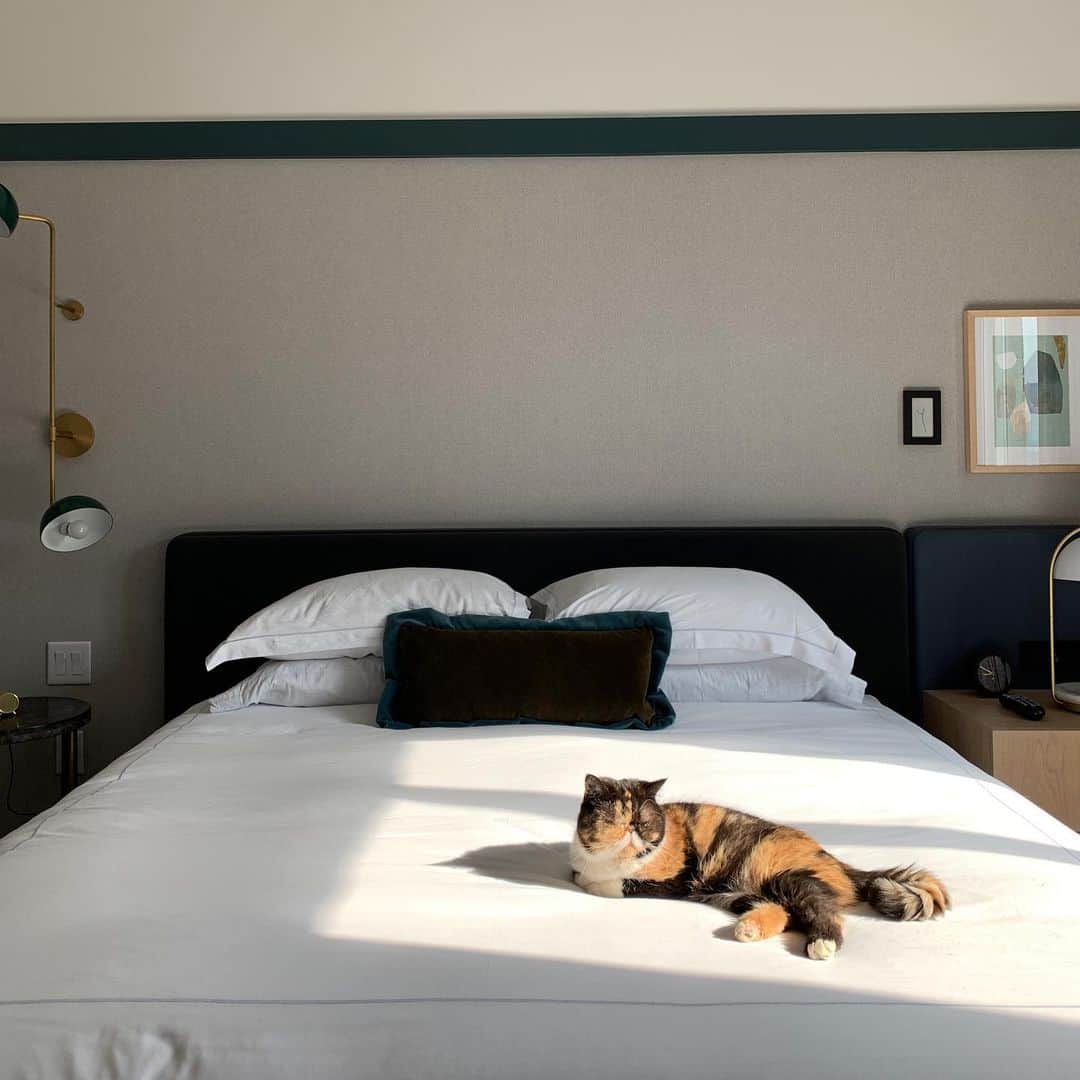 Pudgeさんのインスタグラム写真 - (PudgeInstagram)「When Pudge was sunbathing in our @saintgeorgetoronto hotel room during @meowfestival 😌 Pudge immediately makes herself at home, on the bed when we travel ❤️」9月4日 9時27分 - pudgethecat