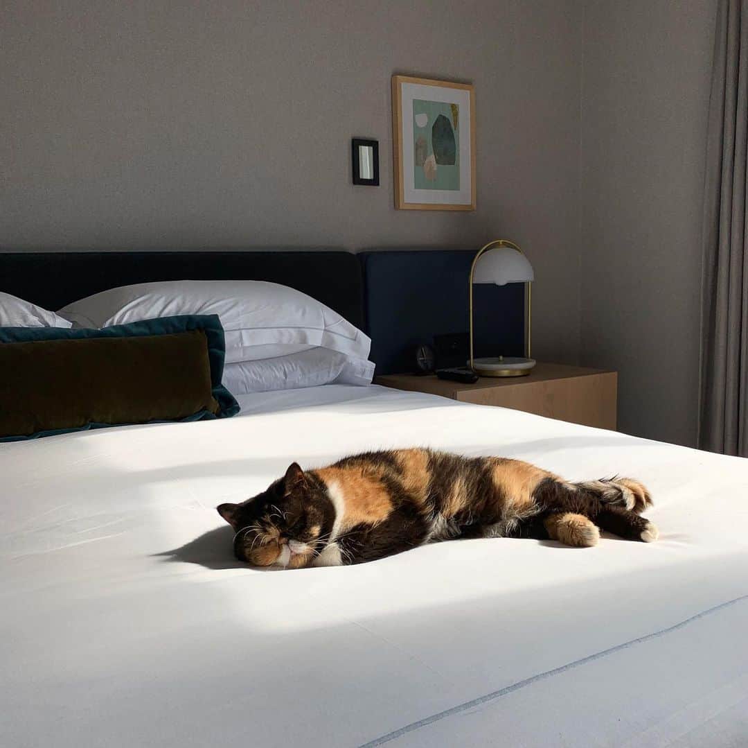 Pudgeのインスタグラム：「When Pudge was sunbathing in our @saintgeorgetoronto hotel room during @meowfestival 😌 Pudge immediately makes herself at home, on the bed when we travel ❤️」