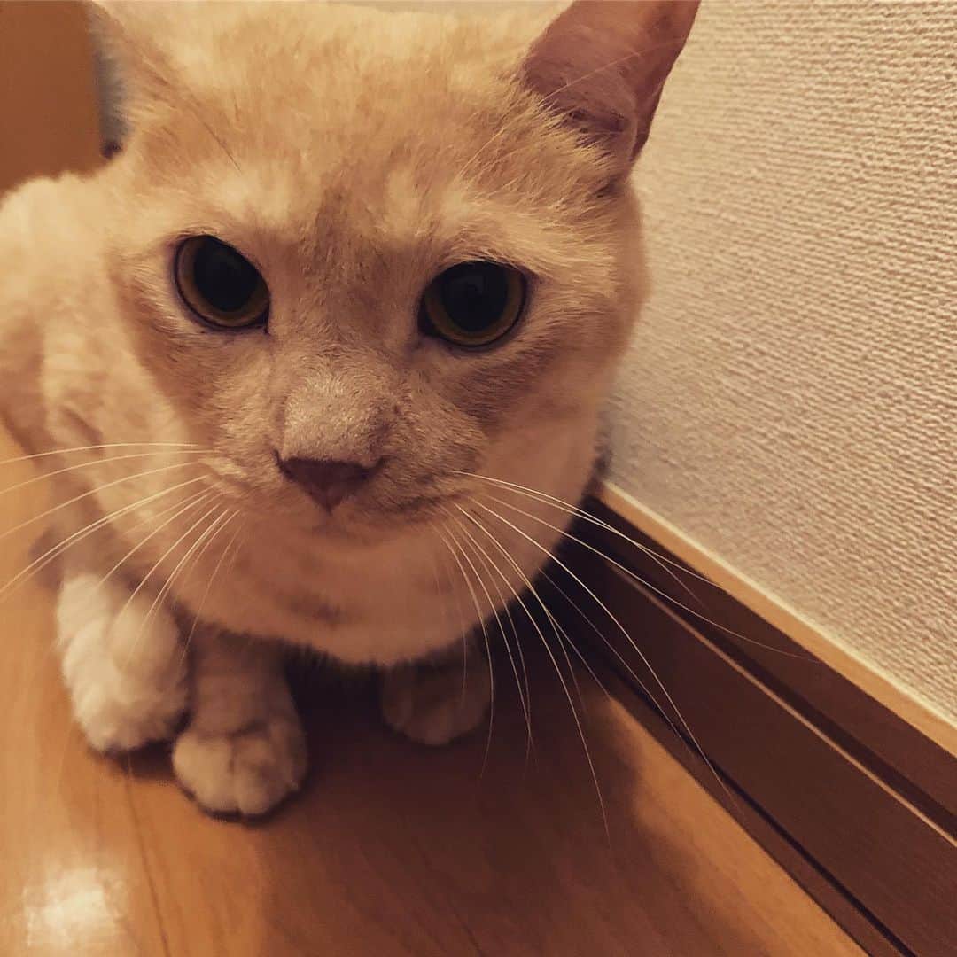 飯田カヅキさんのインスタグラム写真 - (飯田カヅキInstagram)「おはチロ。  #tirol_neko #猫 #cat」9月4日 9時38分 - kazukiiida_strange