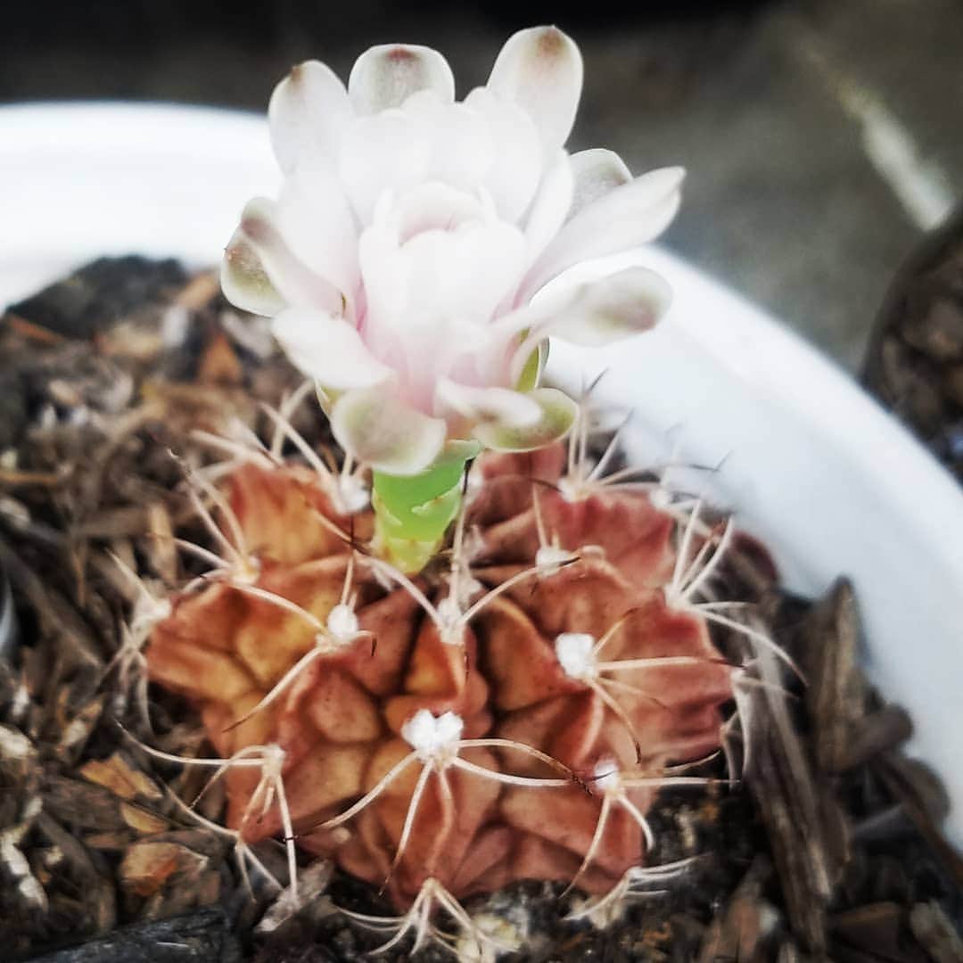 のインスタグラム：「LITTLE CACTUS FLOWER DUDE #GASOLINEGARDEN #ILOVEGARDENS #GARDENSRULE #GARDENCHURCH #GARDENPARTY #GARDENMAGIC #AVANTGARDEN #GARDENS #GARDENGANGSTER #GARDEN #GRADENLIFE #GARDENER #GARDENTIME  #GARDENING #VEGETABLEGARDEN #FLOWERS #SUCCULENTS  #PLANTS  #CACTUS #AYEARINFLOWERS  #shadowhills  #THANKYOU @gasolineglamour  #gasolineglamour」