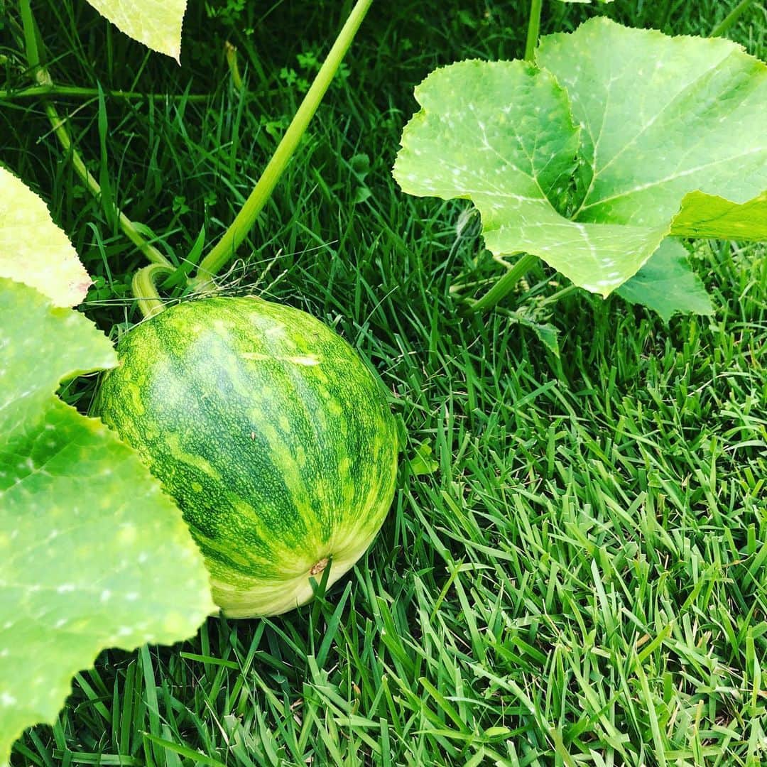 リュ・スヨンさんのインスタグラム写真 - (リュ・スヨンInstagram)「#비온뒤 폭풍성장하신 #호박씨 #pumpkin #afterrain #farming」9月4日 10時41分 - suyoung_ryu